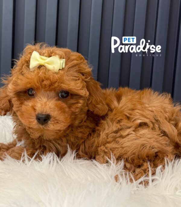 Toy Poodle, Antonia 3
