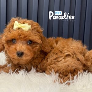 Toy Poodle, Antonia