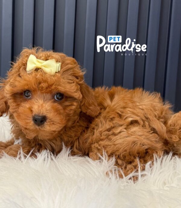 Toy Poodle, Antonia