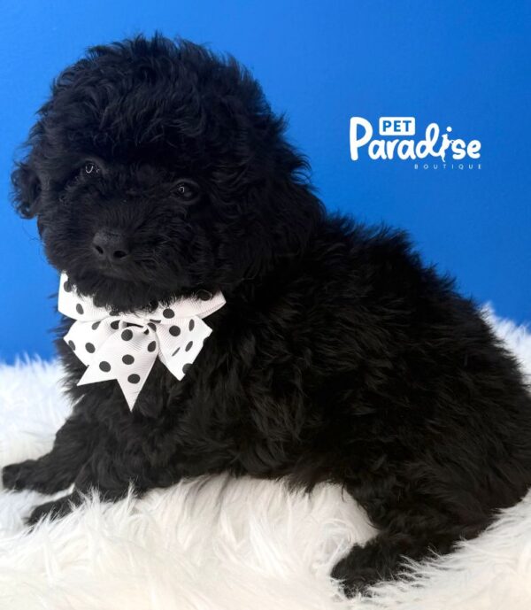 Toy Poodle, Azabache 1