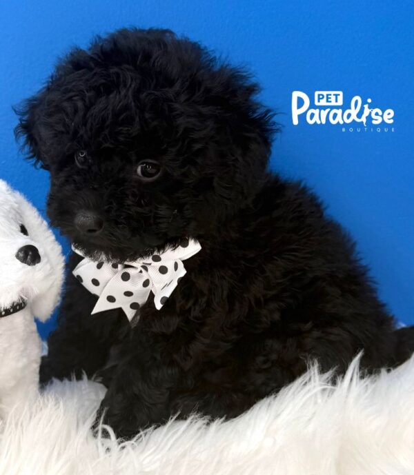 Toy Poodle, Azabache 2
