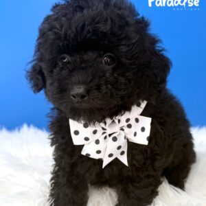 Toy Poodle, Azabache