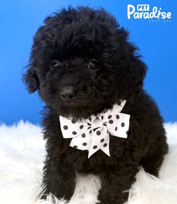 Toy Poodle, Azabache