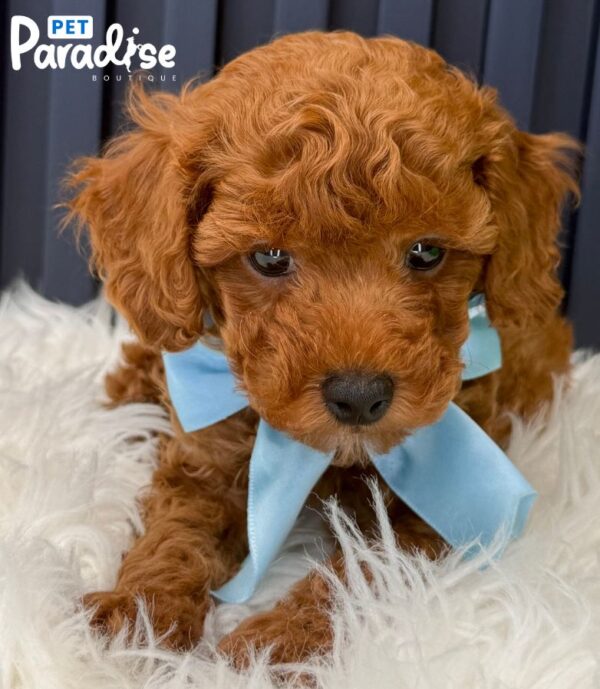 Toy Poodle, Jon 1
