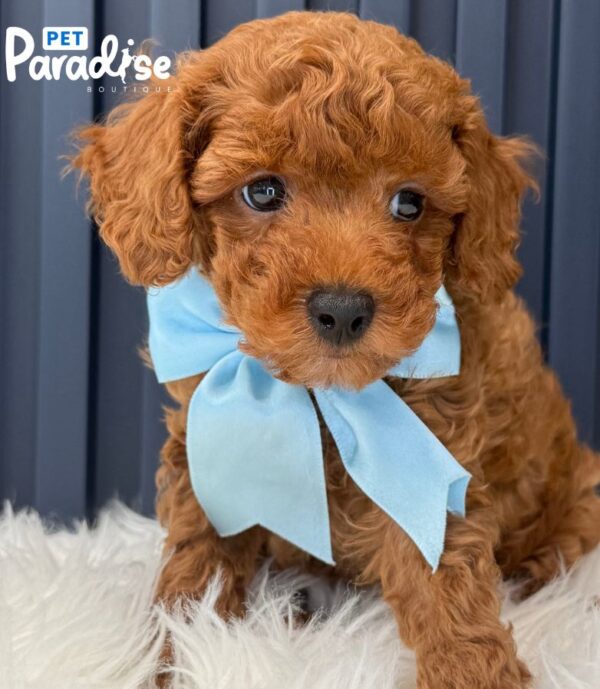 Toy Poodle, Jon 2