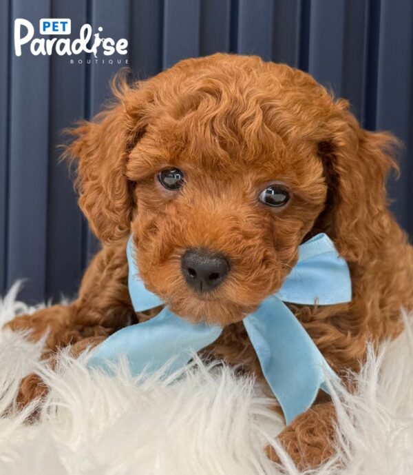 Toy Poodle, Jon 3