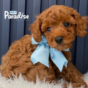 Toy Poodle, Jon