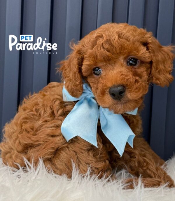 Toy Poodle, Jon