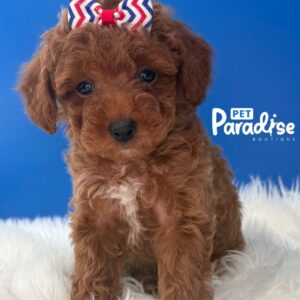 Toy Poodle, Mia 3