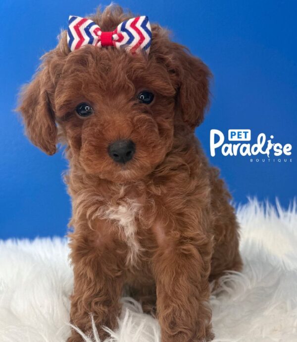 Toy Poodle, Mia 3