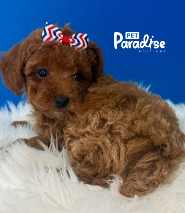 Toy Poodle, Mia