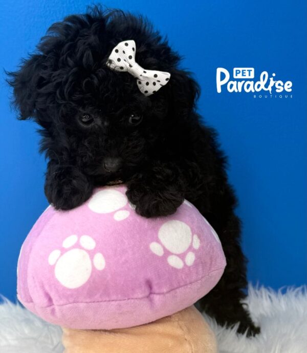 Toy Poodle, Niebla 1