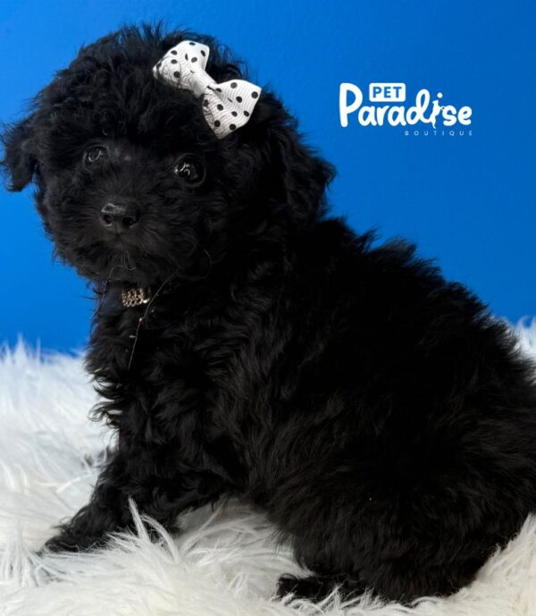 Toy Poodle, Niebla 2