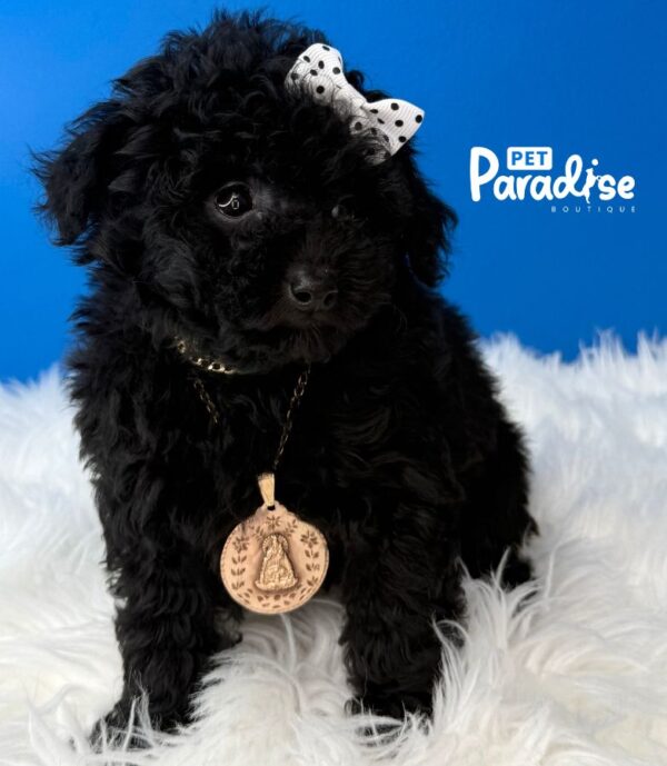 Toy Poodle, Niebla