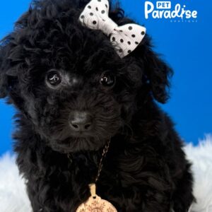Toy Poodle, Niebla3