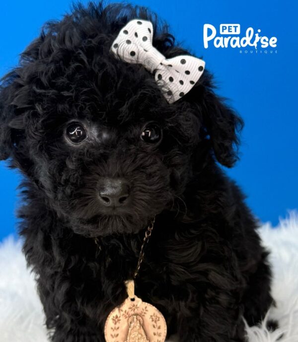 Toy Poodle, Niebla3