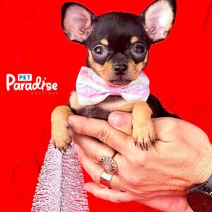 Chihuahua, Agata 001