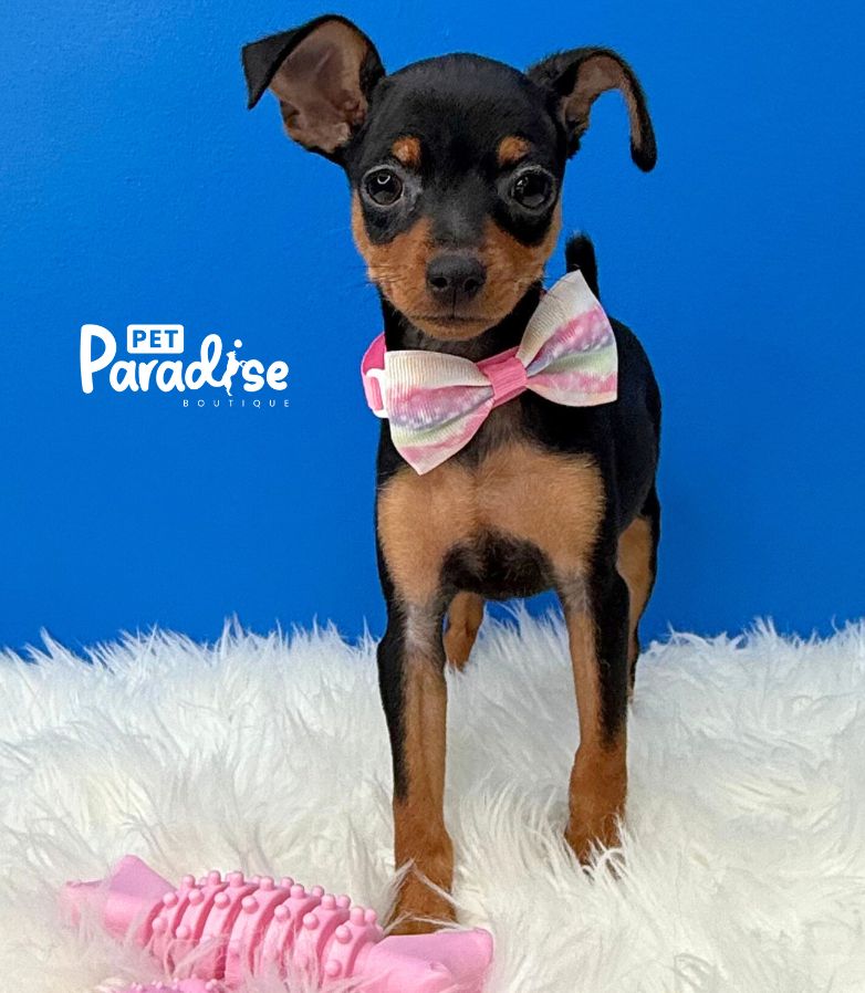 Mini Pincher, Anaysis 1