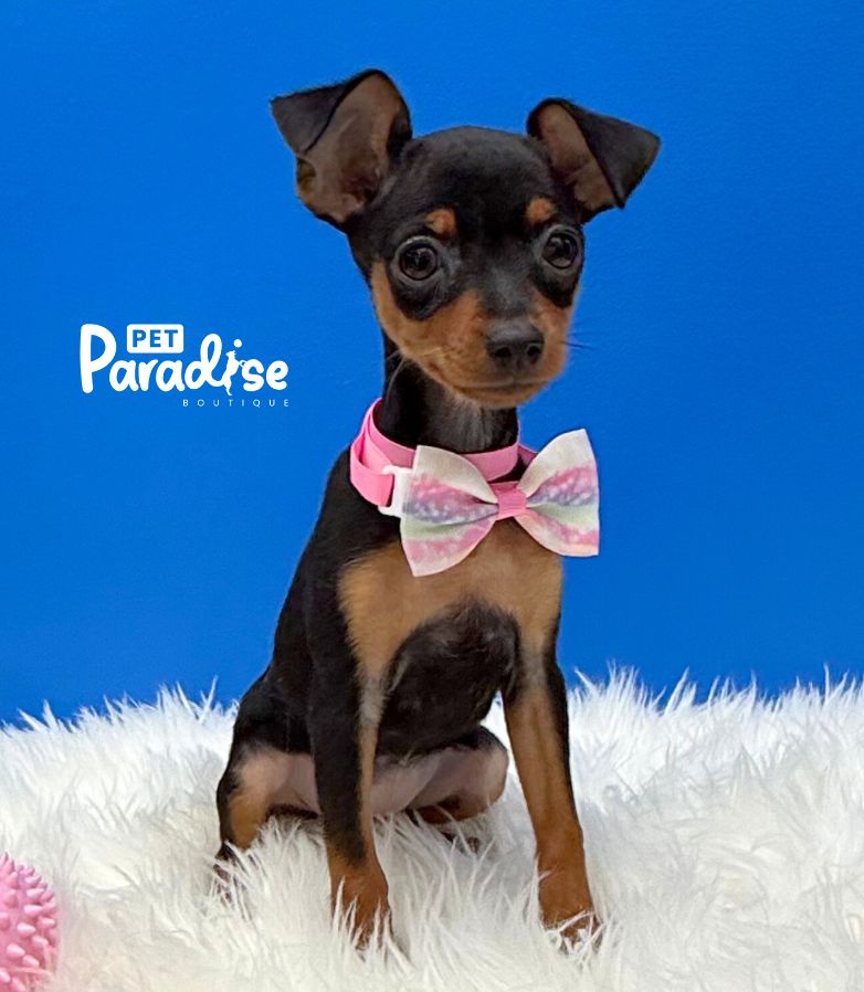 Mini Pincher, Anaysis 2