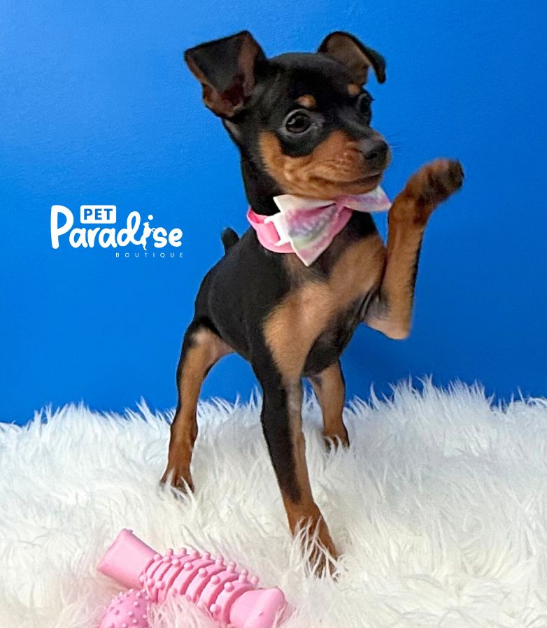 Mini Pincher, Anaysis 3