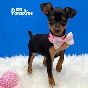 Mini Pincher, Anaysis