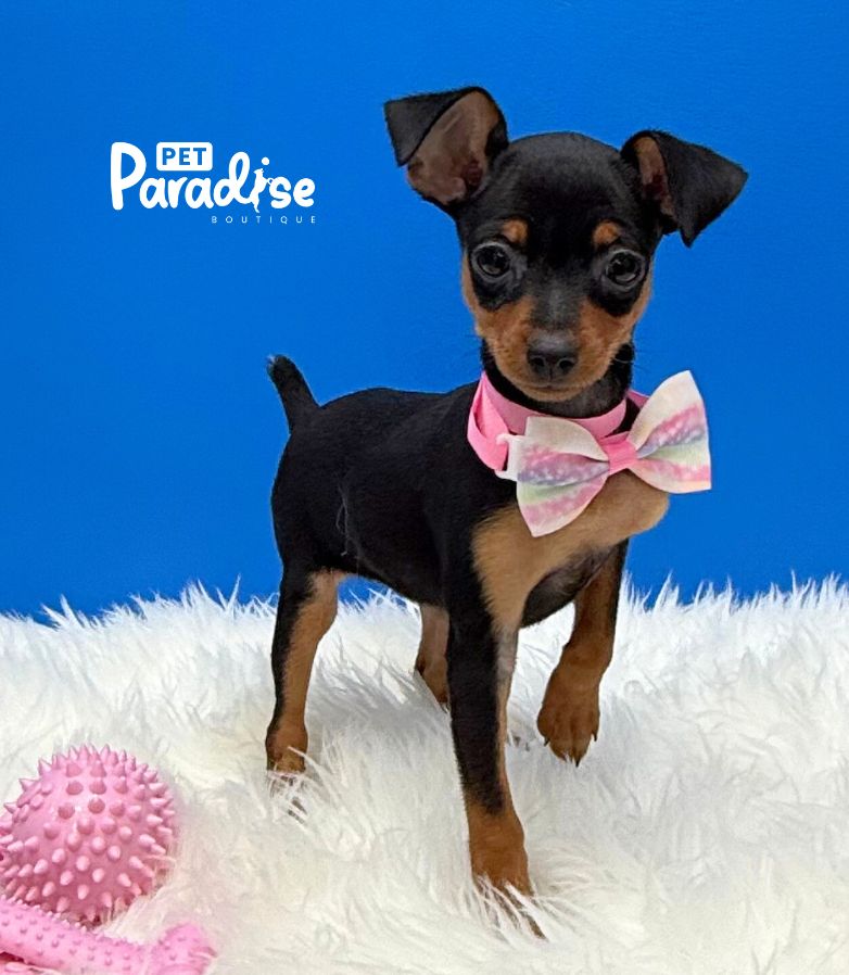 Mini Pincher, Anaysis