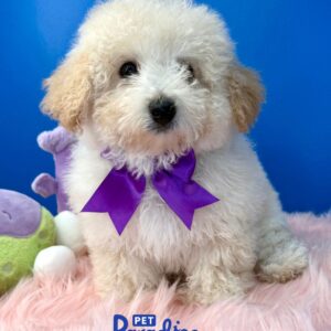 Mini Toy Poodle, Karla 2