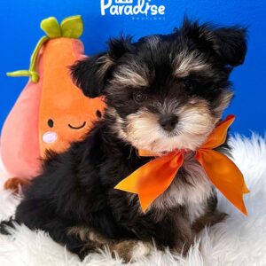 Morkie, Oreo 2