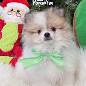 Pomerania, Goliat 003