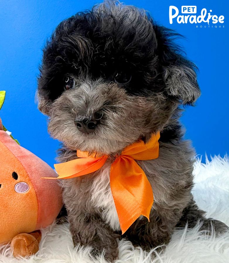 Poodle Blue Merle, Apolo 1