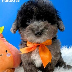 Poodle Blue Merle, Apolo 2