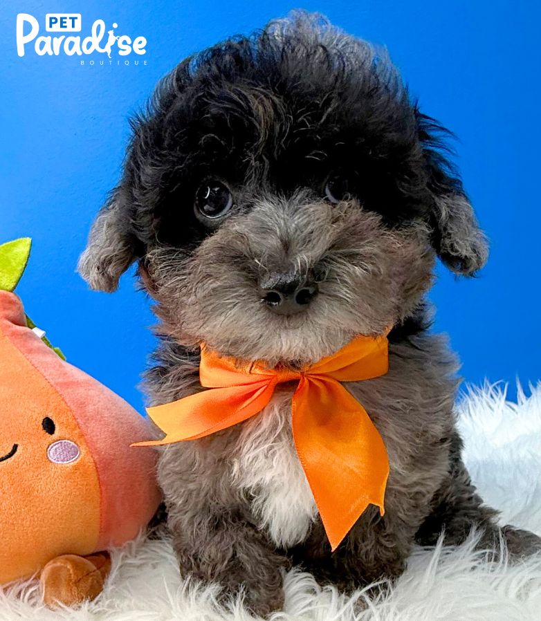 Poodle Blue Merle, Apolo 2