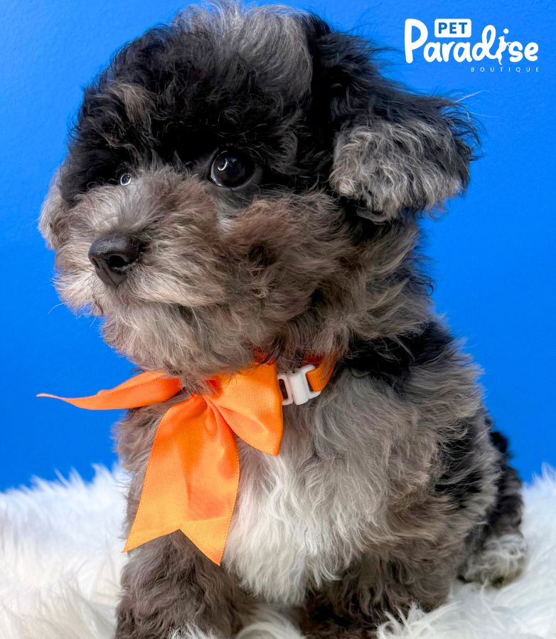 Poodle Blue Merle, Apolo 3