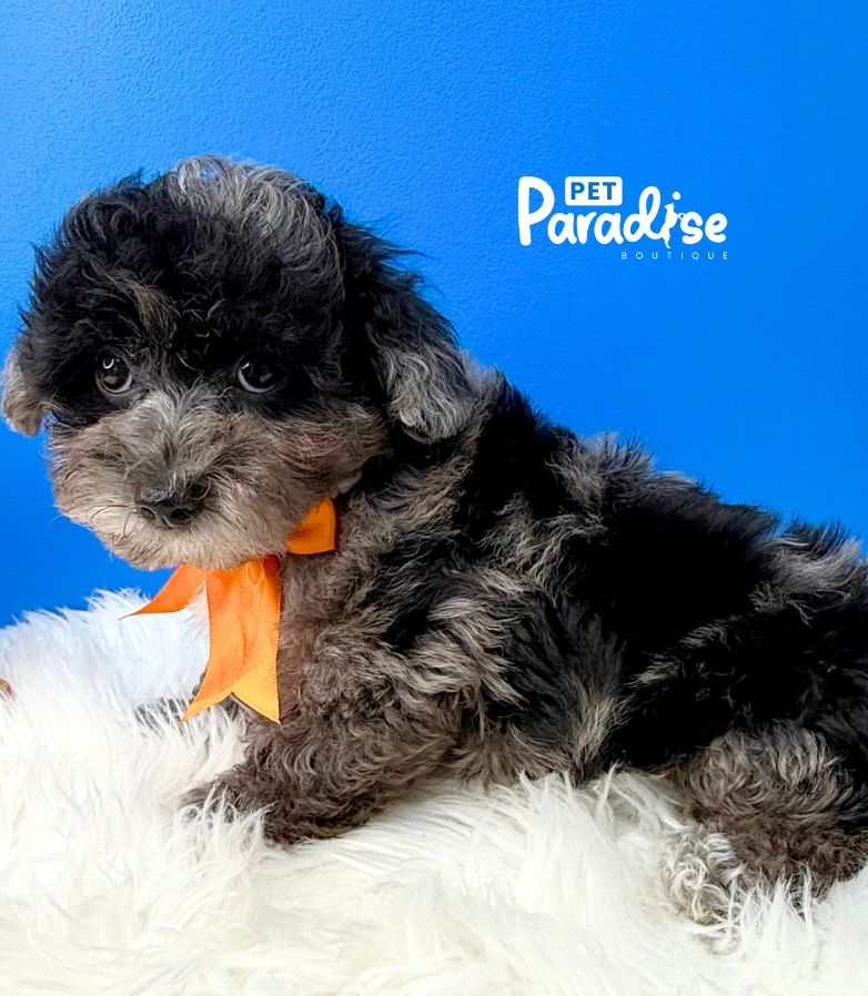 Poodle Blue Merle, Apolo