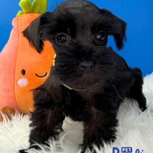 Schnauzer Tea Cup, Gina