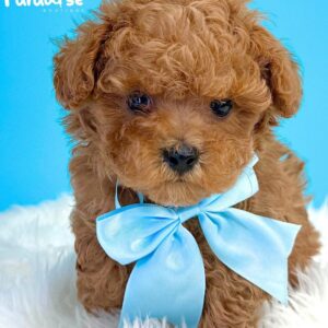 Tea Cup Poodle, Caleb 1