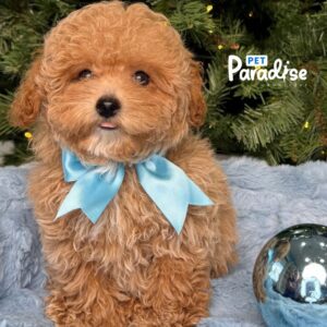 Tea Cup Poodle, Carel 003