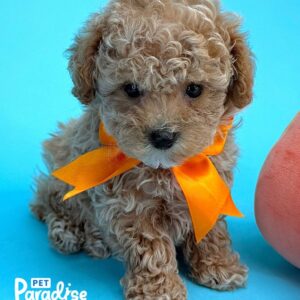 Tea Cup Poodle, Carel 1