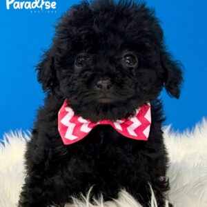 Tea Cup Poodle, Estrella 3