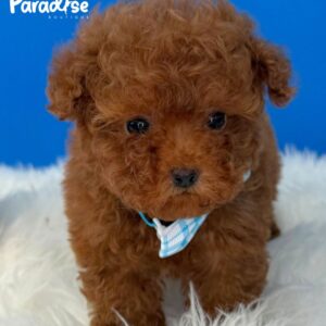 Tea Cup Poodle, Tommy 3