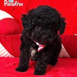 Tea Cup Poodle, Zoe 3