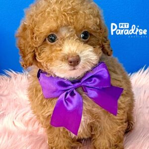 Toy Poodle, Antonela