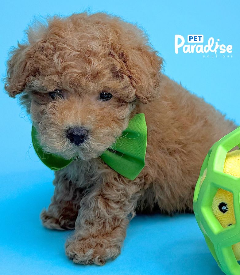 Toy Poodle, Eric 1