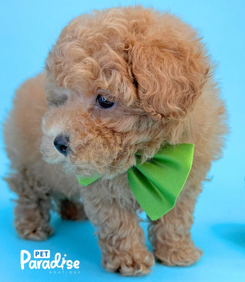 Toy Poodle, Eric 2