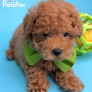 Toy Poodle, Eric 3
