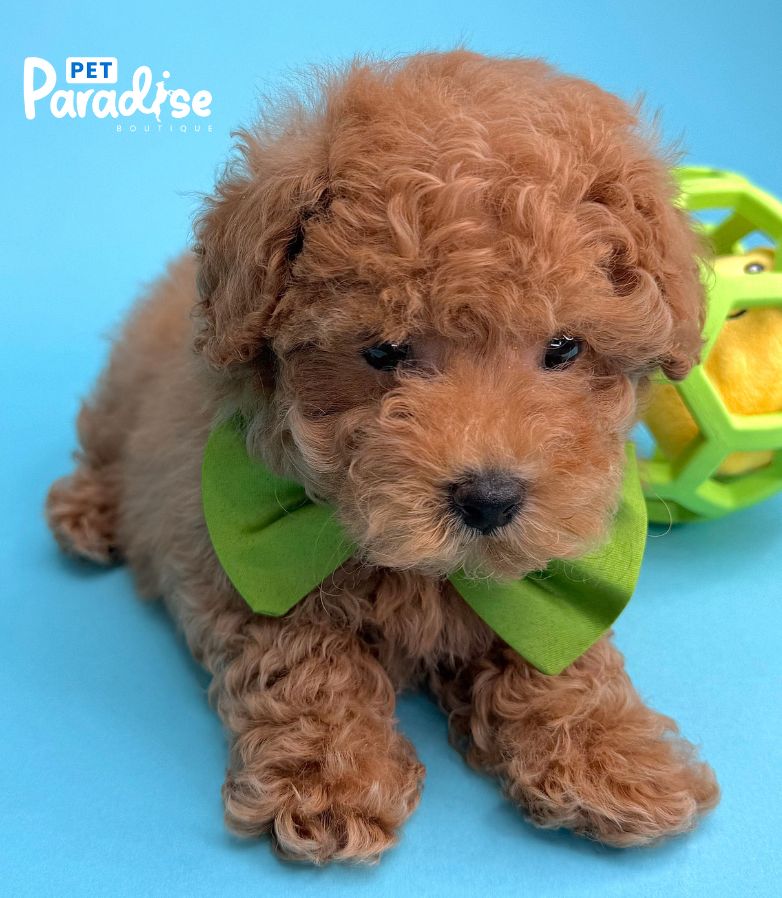 Toy Poodle, Eric 3