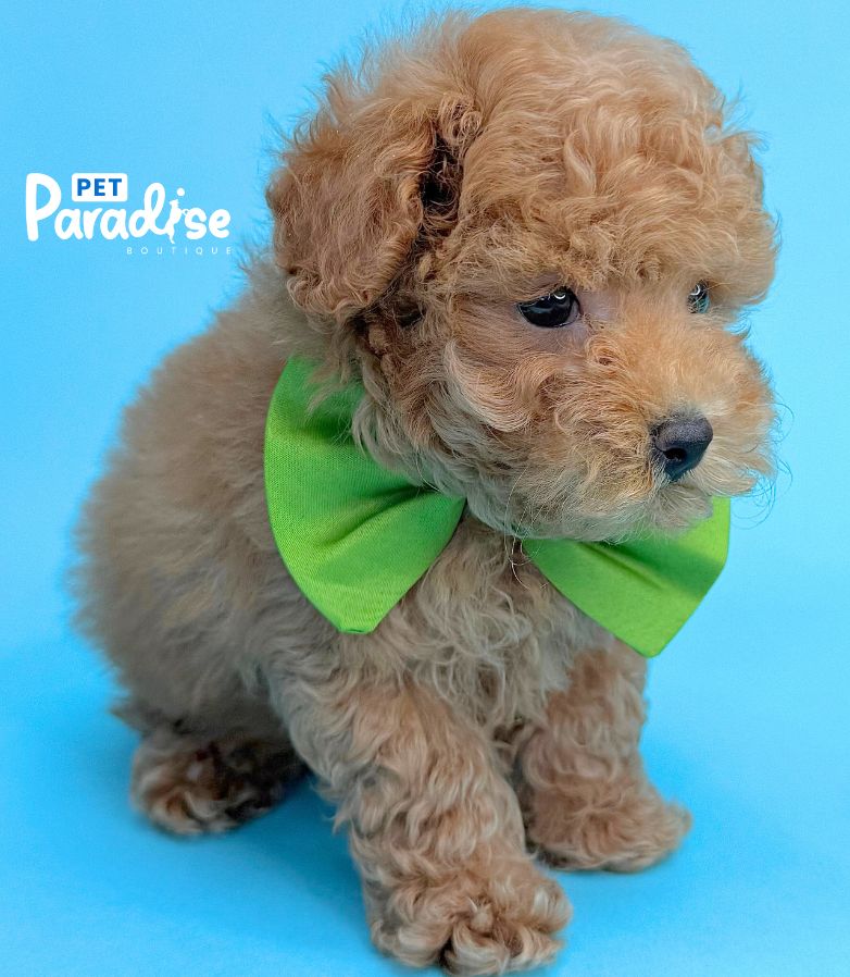 Toy Poodle, Eric