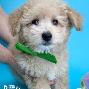 Toy Poodle, Lucas 2