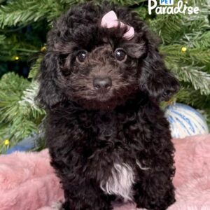 Toy Poodle, Mia 002