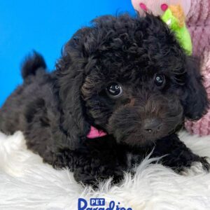 Toy Poodle, Mia 3
